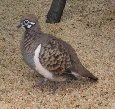 Geophaps scripta